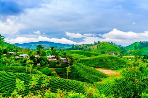 north eastern delight